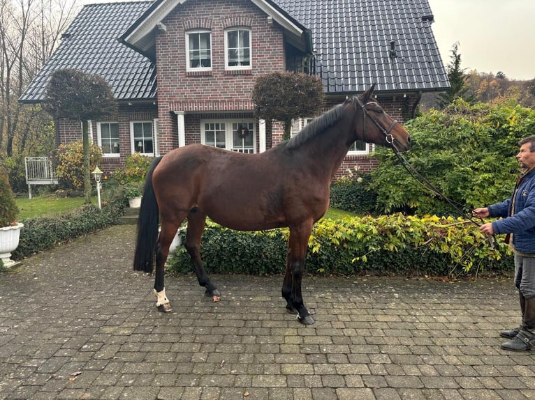 Deutsches Sportpferd Stute 12 Jahre 167 cm Brauner in Wächtersbach