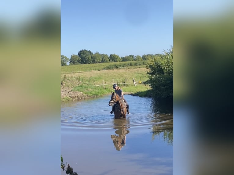 Deutsches Sportpferd Stute 12 Jahre 168 cm Brauner in Ahrensbök