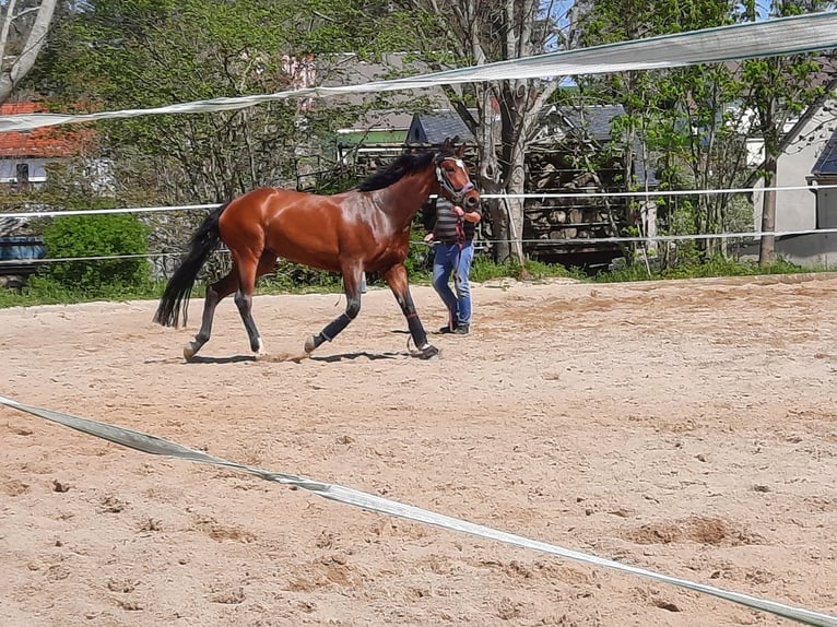 Deutsches Sportpferd Stute 12 Jahre 168 cm Brauner in Burgstädt