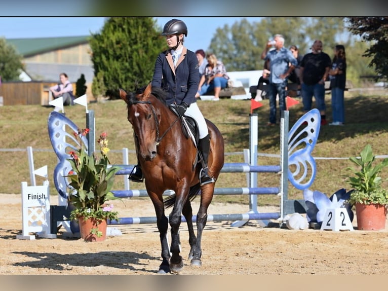 Deutsches Sportpferd Stute 12 Jahre 168 cm Brauner in Kolinec