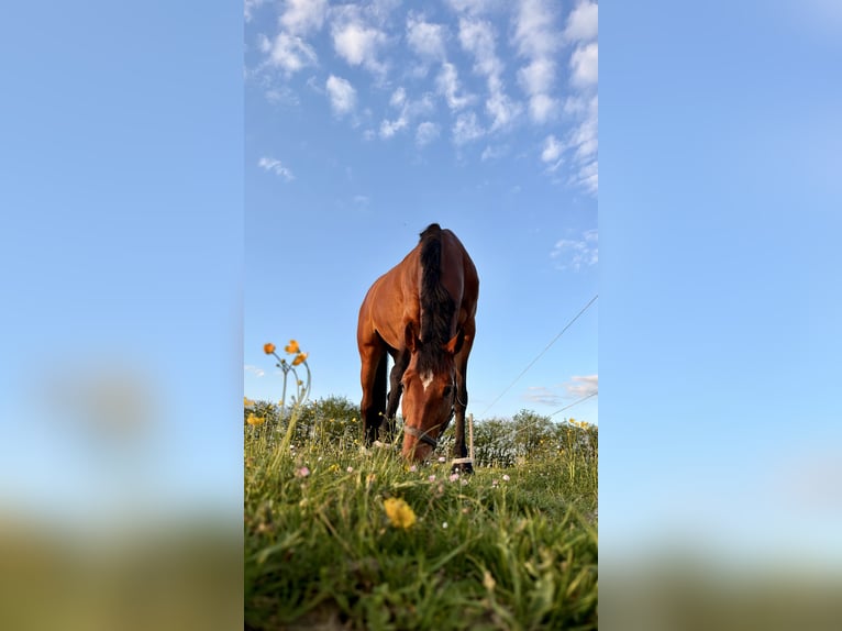 Deutsches Sportpferd Stute 12 Jahre 168 cm Dunkelbrauner in Landsberg am Lech