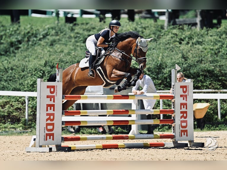 Deutsches Sportpferd Stute 12 Jahre 168 cm Dunkelbrauner in Landsberg am Lech