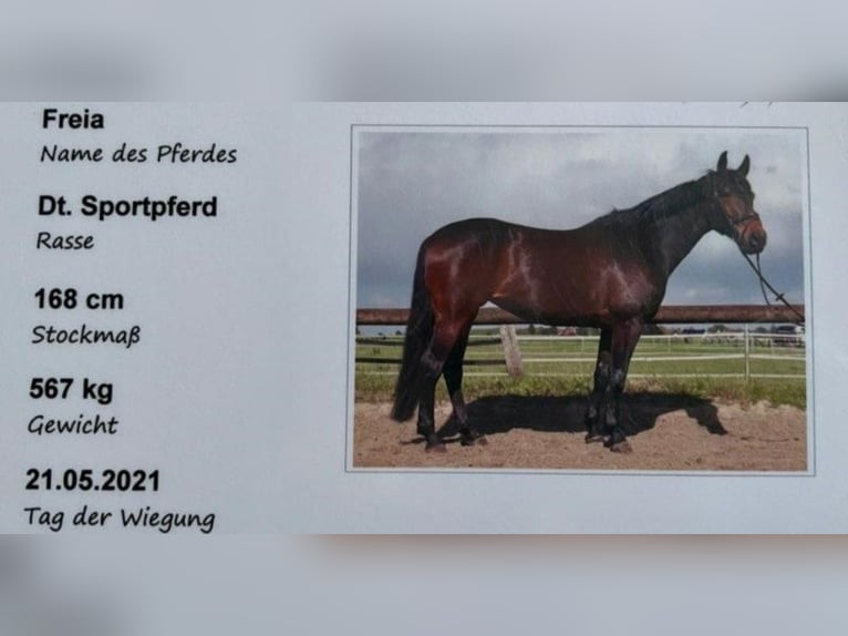 Deutsches Sportpferd Stute 12 Jahre 168 cm Dunkelbrauner in Dortmund