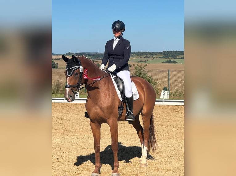 Deutsches Sportpferd Stute 12 Jahre 168 cm Fuchs in Unstrut Hainich