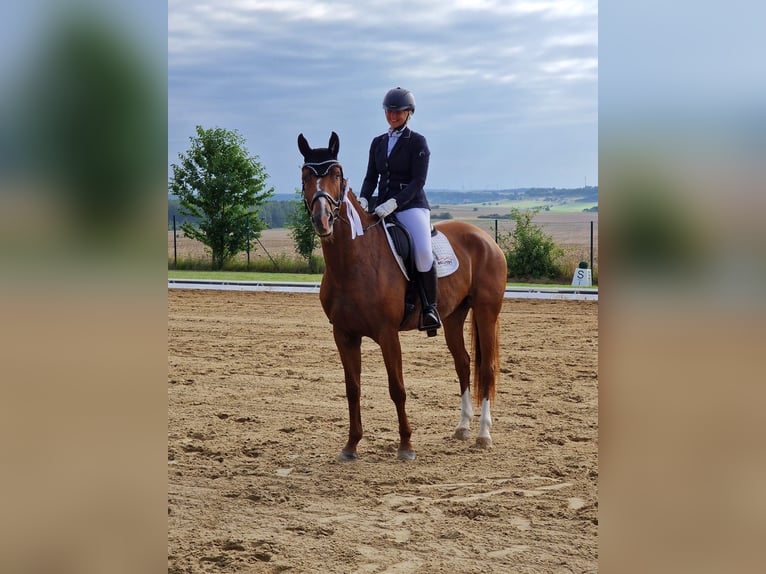 Deutsches Sportpferd Stute 12 Jahre 168 cm Fuchs in Unstrut Hainich