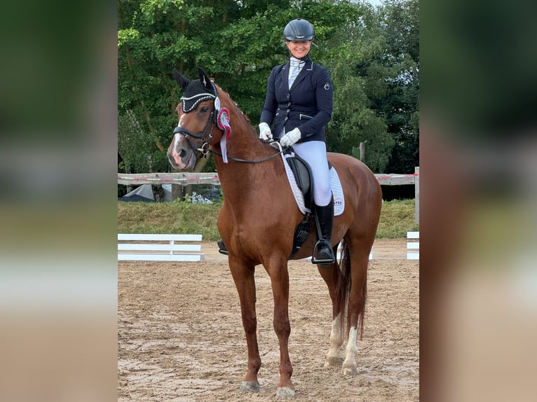 Deutsches Sportpferd Stute 12 Jahre 168 cm Fuchs in Unstrut Hainich