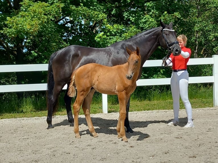 Deutsches Sportpferd Stute 12 Jahre 168 cm Schwarzbrauner in Ilmenau