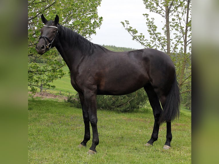 Deutsches Sportpferd Stute 12 Jahre 168 cm Schwarzbrauner in Ilmenau