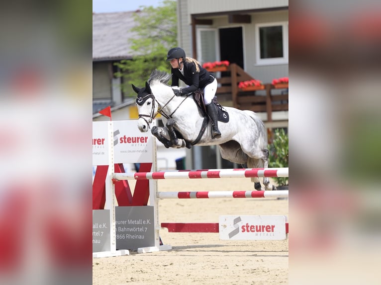 Deutsches Sportpferd Stute 12 Jahre 169 cm Apfelschimmel in Reichenau