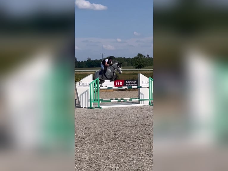 Deutsches Sportpferd Stute 12 Jahre 169 cm Apfelschimmel in Reichenau