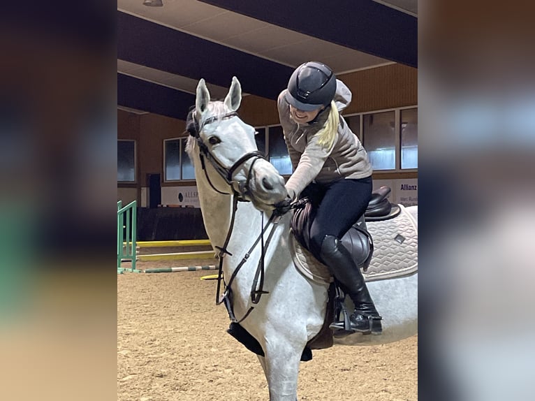 Deutsches Sportpferd Stute 12 Jahre 169 cm Apfelschimmel in Reichenau