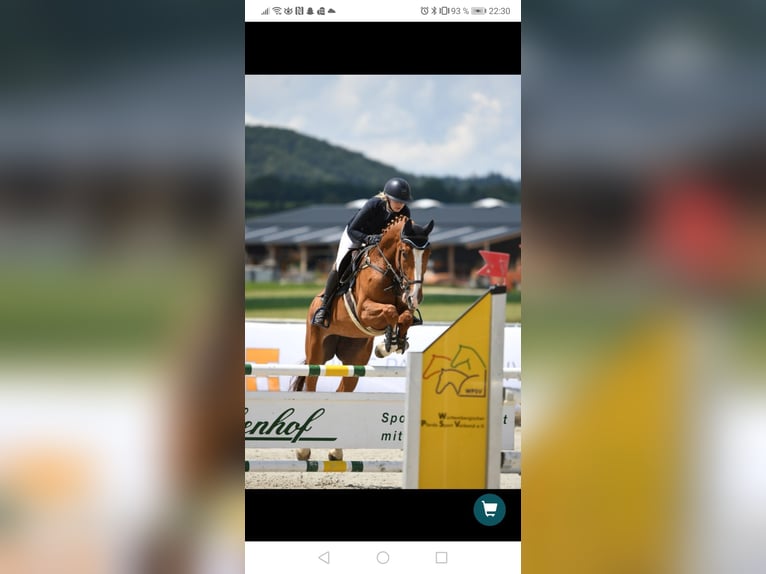 Deutsches Sportpferd Stute 12 Jahre 170 cm Fuchs in Gomadingen