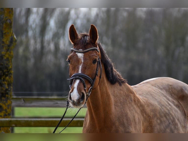 Deutsches Sportpferd Stute 12 Jahre 171 cm Fuchs in Riedstadt