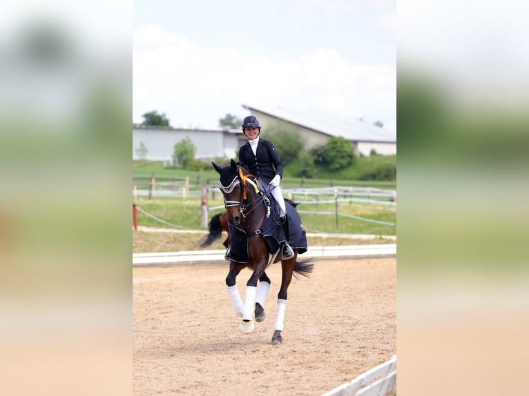 Deutsches Sportpferd Stute 12 Jahre 172 cm Dunkelbrauner in Lehrberg