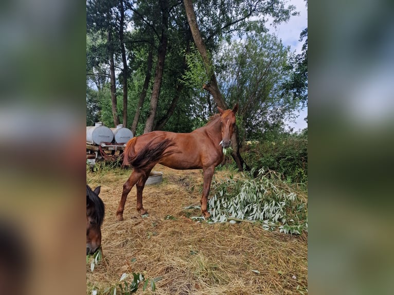 Deutsches Sportpferd Stute 12 Jahre 172 cm Dunkelfuchs in Loburg