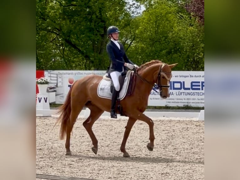 Deutsches Sportpferd Stute 12 Jahre 172 cm Fuchs in Kammeltal