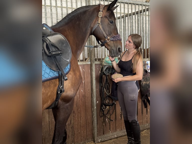 Deutsches Sportpferd Stute 12 Jahre 173 cm Brauner in Leipzig