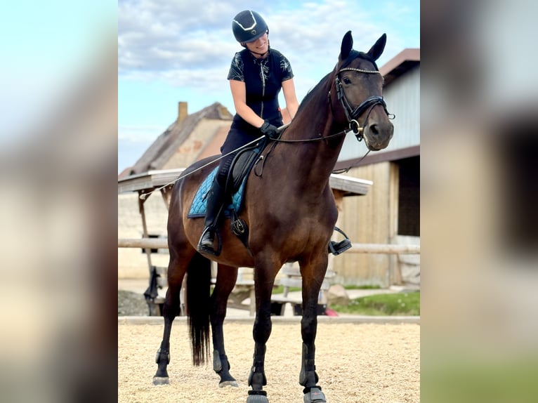 Deutsches Sportpferd Stute 12 Jahre 173 cm Brauner in Leipzig