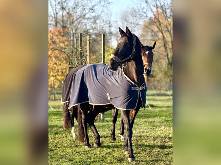Deutsches Sportpferd Stute 12 Jahre 173 cm Brauner in Leipzig