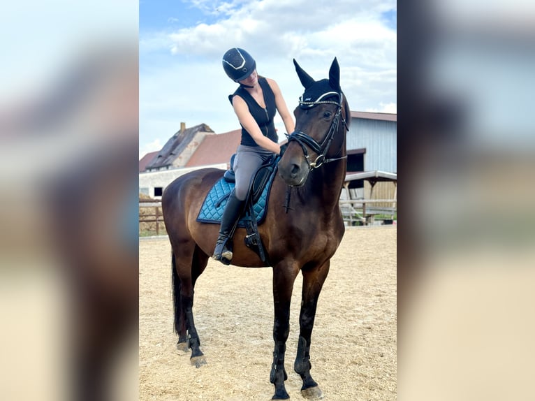 Deutsches Sportpferd Stute 12 Jahre 173 cm Brauner in Leipzig