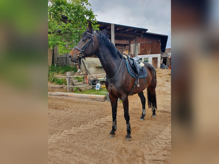 Deutsches Sportpferd Stute 12 Jahre 173 cm Schwarzbrauner in Grömbach