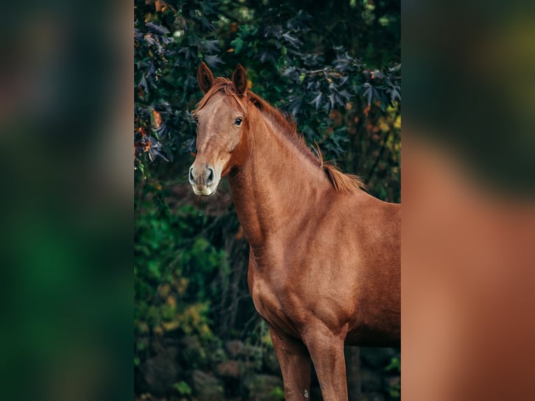 Deutsches Sportpferd Stute 12 Jahre 175 cm Fuchs in Perleberg