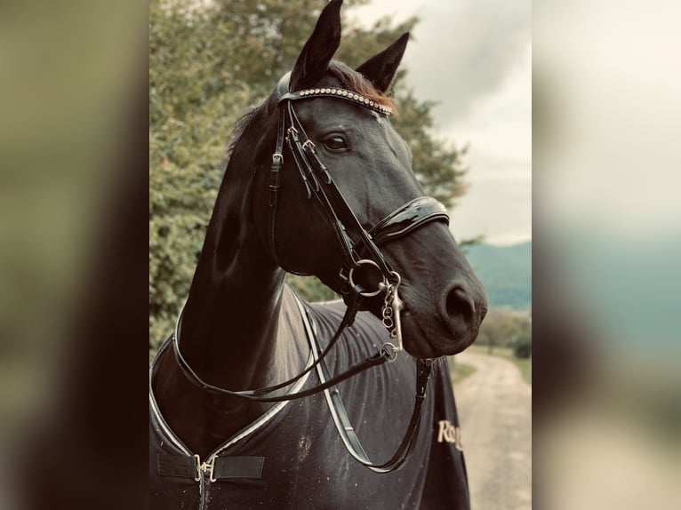 Deutsches Sportpferd Stute 12 Jahre 176 cm Rappe in Nellingen Aichen