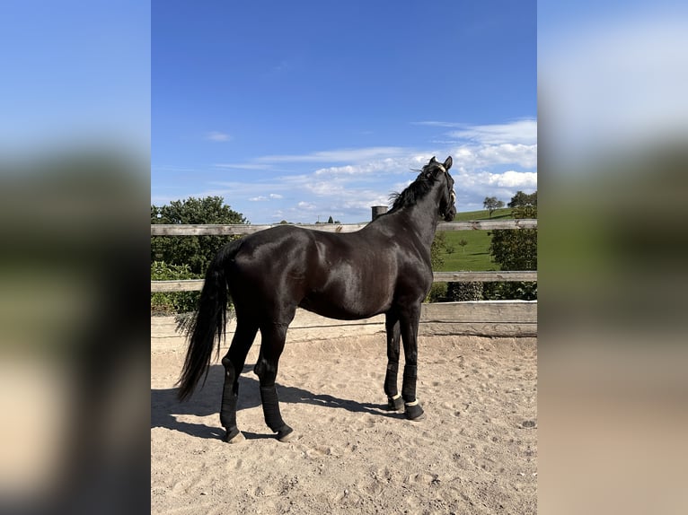 Deutsches Sportpferd Stute 12 Jahre 176 cm Rappe in Nellingen Aichen