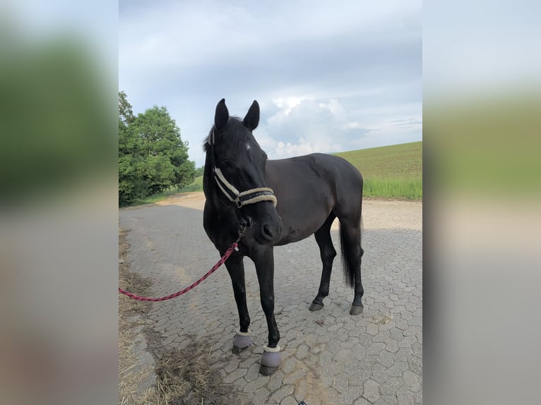 Deutsches Sportpferd Stute 12 Jahre 176 cm Rappe in Nellingen Aichen