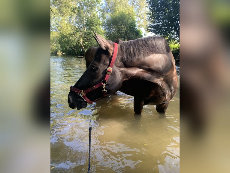 Deutsches Sportpferd Stute 12 Jahre 176 cm Rappe in Nellingen Aichen