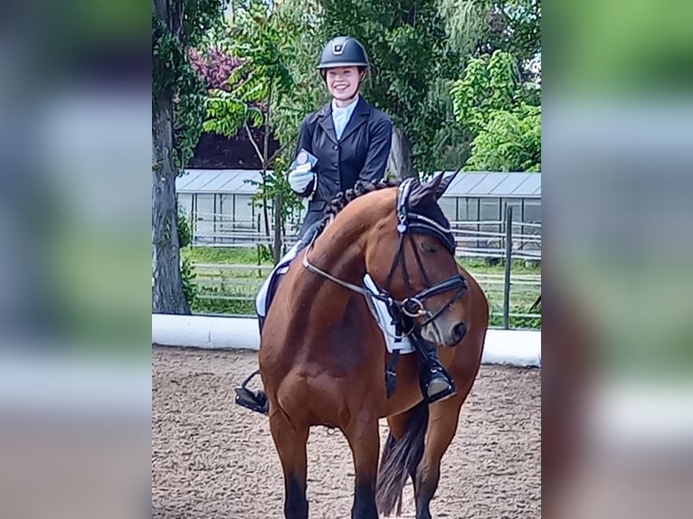 Deutsches Sportpferd Stute 12 Jahre Dunkelbrauner in Wien