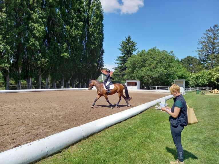 Deutsches Sportpferd Stute 12 Jahre Dunkelbrauner in Wien