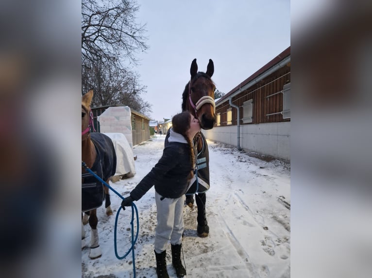 Deutsches Sportpferd Stute 12 Jahre Dunkelbrauner in Wien