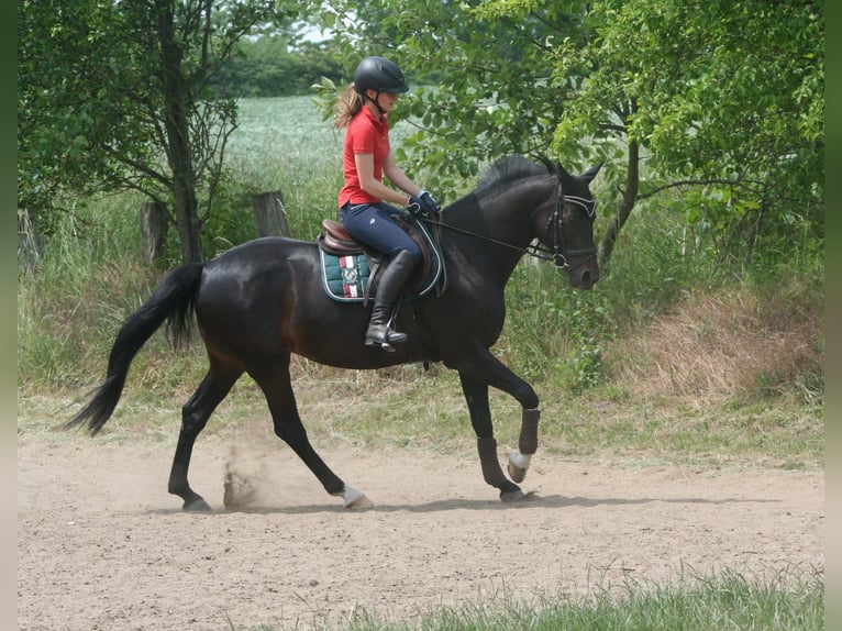 Deutsches Sportpferd Stute 13 Jahre 161 cm Dunkelbrauner in Wolfenbüttel