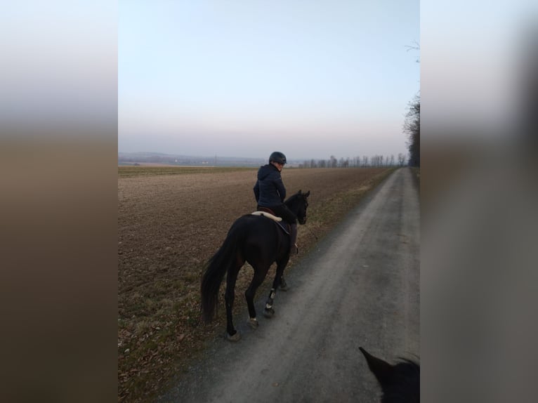 Deutsches Sportpferd Stute 13 Jahre 161 cm Dunkelbrauner in Wolfenbüttel