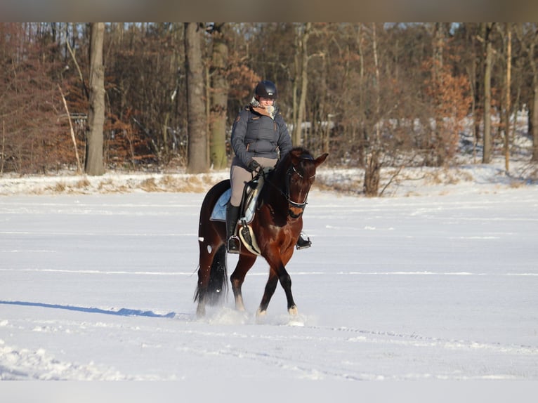Deutsches Sportpferd Stute 13 Jahre 163 cm Brauner in Moritzburg