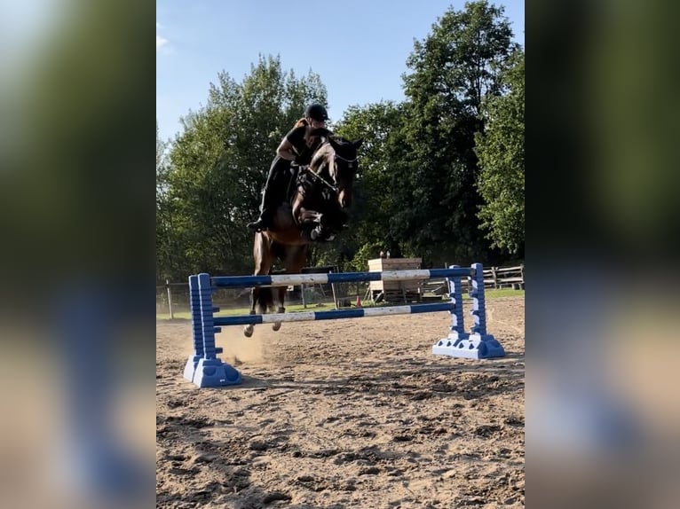 Deutsches Sportpferd Stute 13 Jahre 163 cm Brauner in Moritzburg