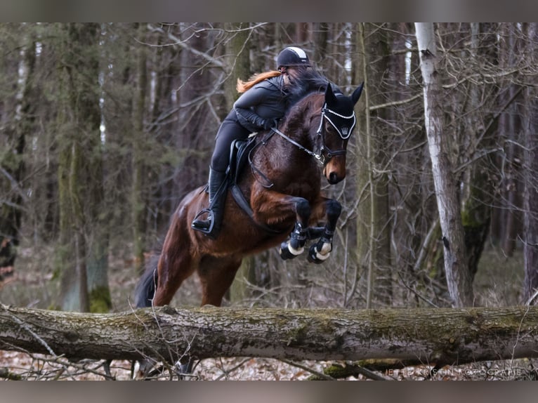 Deutsches Sportpferd Stute 13 Jahre 163 cm Brauner in Moritzburg