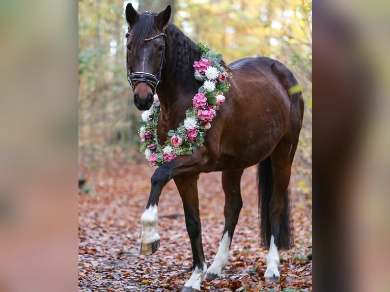Deutsches Sportpferd Stute 13 Jahre 163 cm Brauner in Moritzburg