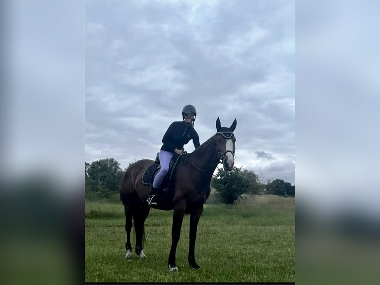 Deutsches Sportpferd Stute 13 Jahre 163 cm Brauner in Berlin