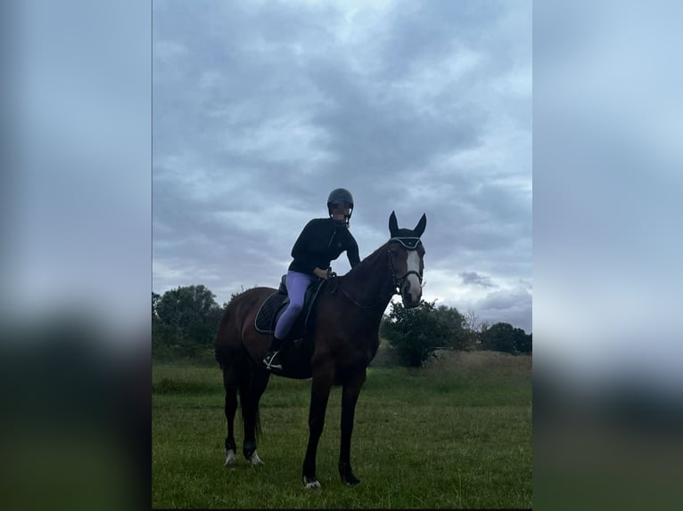 Deutsches Sportpferd Stute 13 Jahre 163 cm Brauner in H&#xF6;now