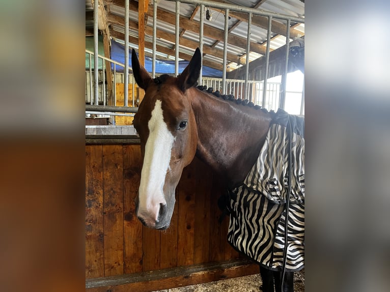 Deutsches Sportpferd Stute 13 Jahre 163 cm Brauner in H&#xF6;now