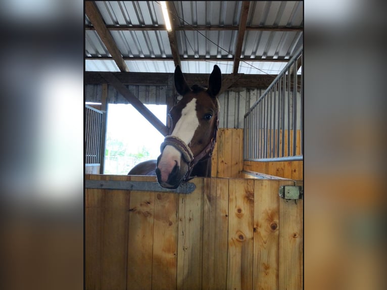 Deutsches Sportpferd Stute 13 Jahre 163 cm Brauner in H&#xF6;now