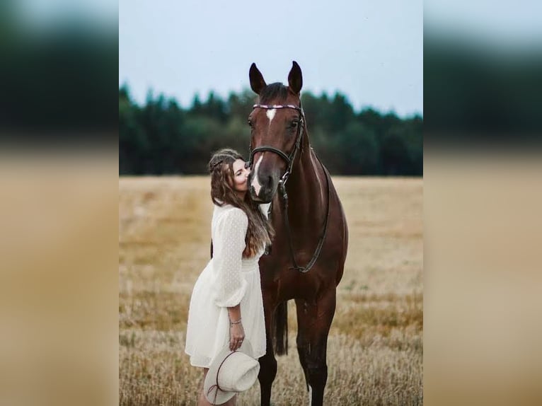 Deutsches Sportpferd Stute 13 Jahre 164 cm Brauner in Sauerlach