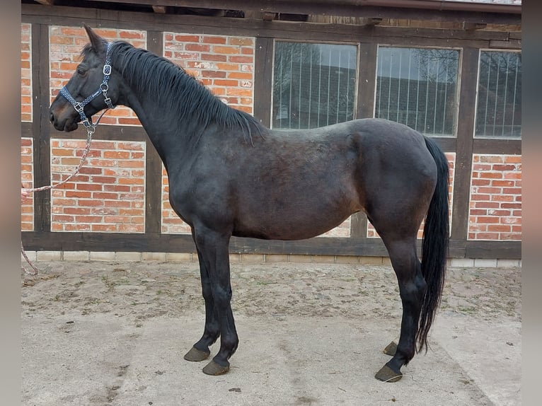Deutsches Sportpferd Stute 13 Jahre 164 cm Schwarzbrauner in Neukirchen (Hansestadt Seehausen