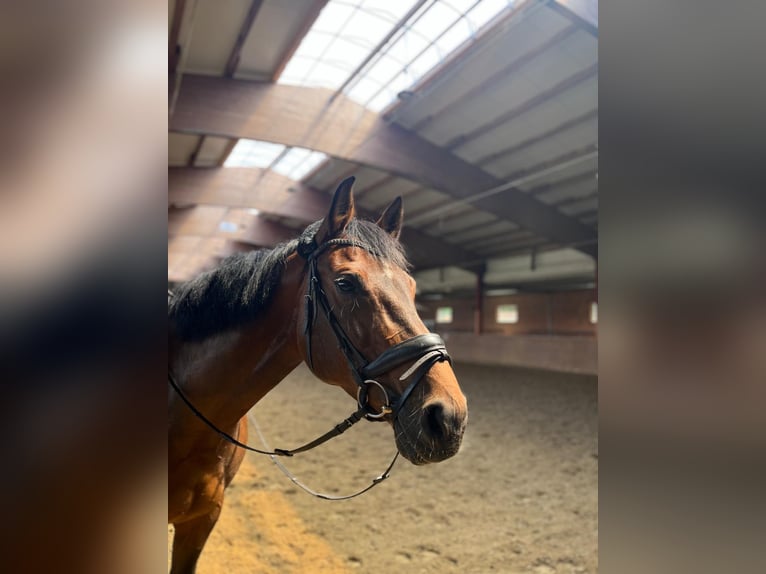 Deutsches Sportpferd Stute 13 Jahre 165 cm Brauner in Herzebrock-Clarholz