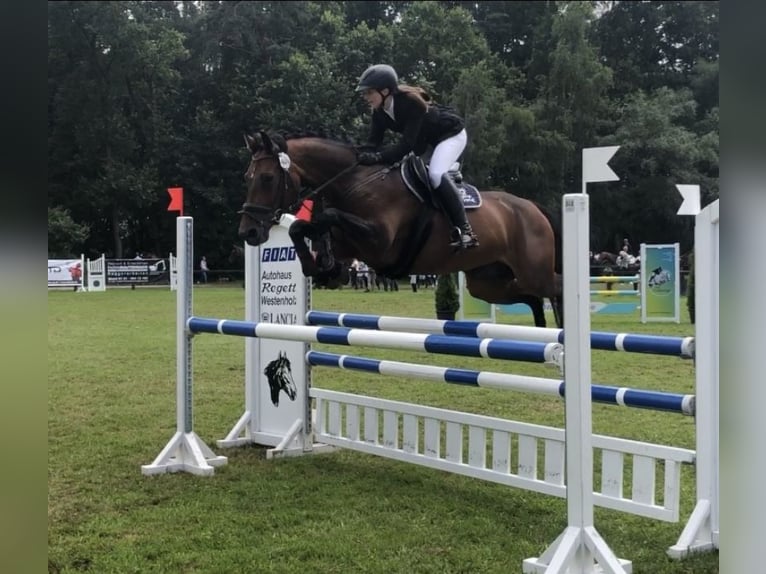 Deutsches Sportpferd Stute 13 Jahre 165 cm Brauner in Herzebrock-Clarholz