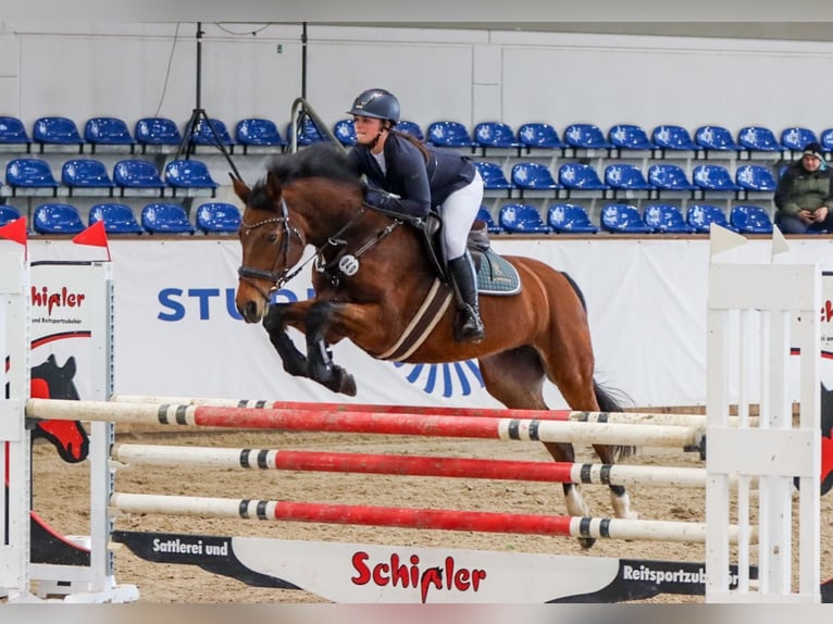 Deutsches Sportpferd Stute 13 Jahre 165 cm Brauner in Oechlitz