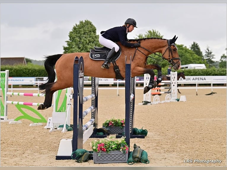 Deutsches Sportpferd Stute 13 Jahre 165 cm Rotbrauner in EAST SUSSEX
