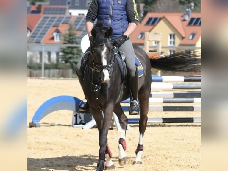 Deutsches Sportpferd Stute 13 Jahre 166 cm Rappe in Burgthann